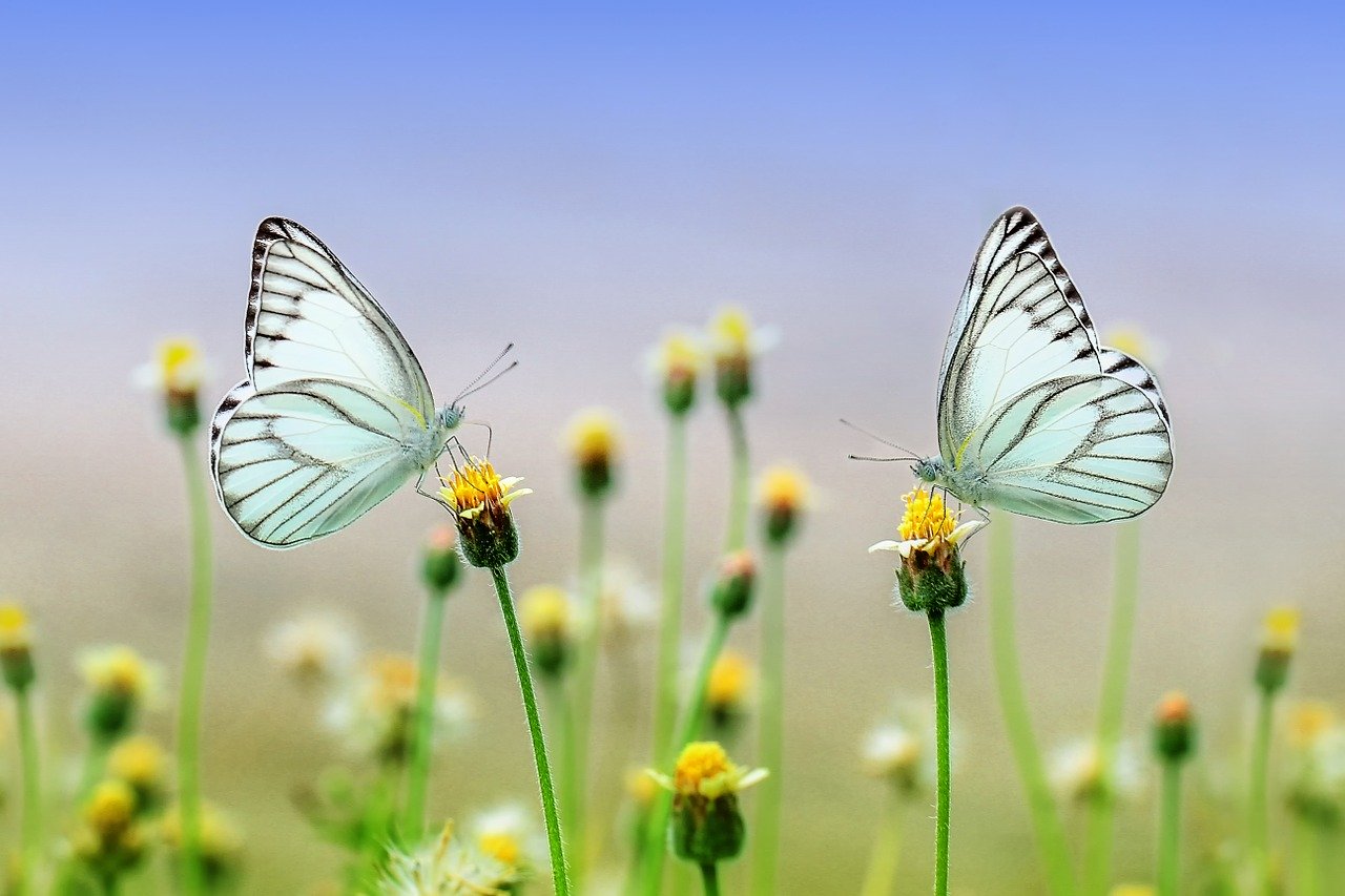 Schmetterlinge auf Löwenzahn